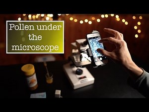 Pollen under a light microscope