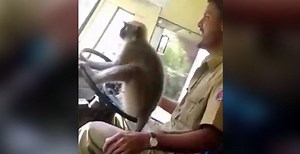 Indian bus driver suspended after letting monkey drive