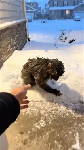 Baby monkey almost frozen in snow left alone - #monkey