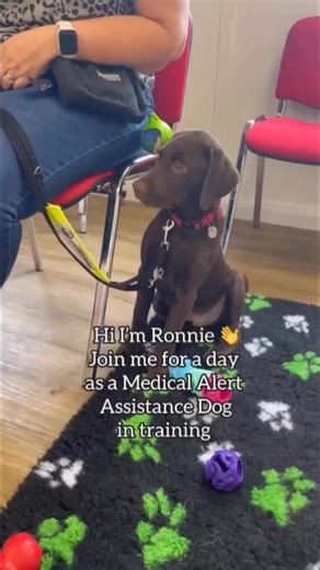 14K views · 431 reactions | Join Ronnie for a day as a Medical Alert Assistance Dog in training. #dogs #dayinthelife #puppy #medicaldetectiondogs | Medical Detection Dogs | Facebook