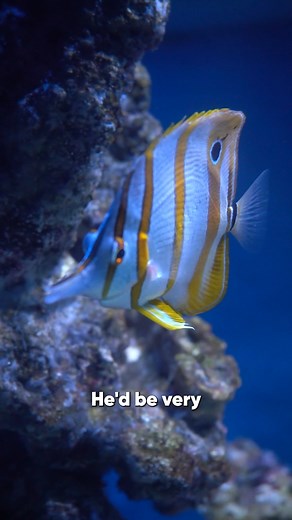 How we train our very clever Butterflyfish! 🐠 | National Marine Aquarium