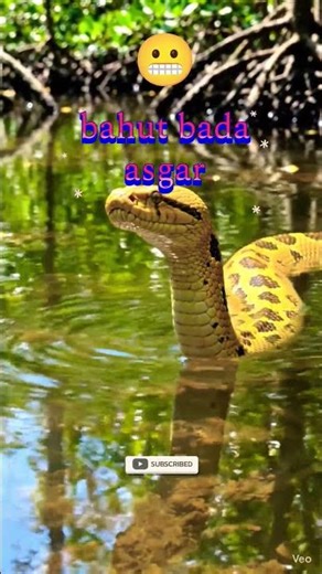 Sound of python #python #snacks #save #anaconda #bigpython# #pythonshorts