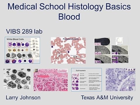 Medical School Histology Basics - Blood
