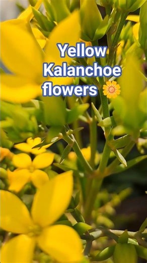 হলুদ কালাঞ্চুফুল💛#viral #flowers #nature #viralreels #minivlog