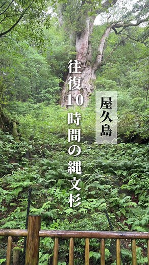屋久島の縄文杉ハイキング体験レビュー