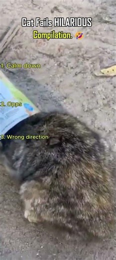 Cat Fails HILARIOUS Compilation. #catvideos