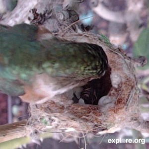 A hummingbird chick just hatched on our live cam! Wow! Click "Watch More" to meet him. | explore.org
