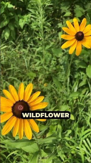 Starting a wildflower meadow from native SEEDS! Pt3 #gardening