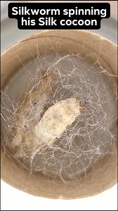 After 16 hours I couldn't see inside the cocoon anymore BUT legend has it, he spun for another 48ish hours to create one long strand that measures out to be roughly 1,970 - 2,950ft. From there, they pupate and spend another 10ish days as a pupa until emerging into a moth! #silkwormcocoons #silkwormcocooning #cocooningday | Jackie Rice