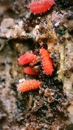 The Tiny Red Springtail You’ve Never Seen! 🪲✨