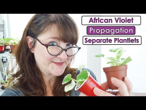 African Violet Water and Soil Propagation Project - Separate Plantlets and the Results- Part 3