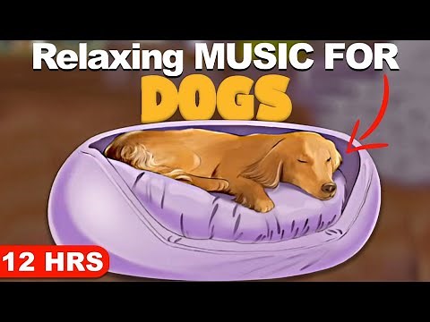 12 Hours Of Relaxing Music For Dogs To Sleep