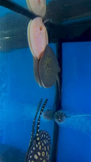Exotic Aquarium Q8 on Instagram: "#stingray"