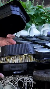 What Do You Want to Know about Growing Bean Sprouts? #diy #hydroponics #gardening | Keep on Growin'