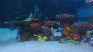 1.6K views · 74 reactions | Shark Lagoon got a makeover! The exhibit now features bright artificial coral and tropical fish. Check it out tonight at our FREE Shark Lagoon Night from 6:00 p.m. to 9:00 p.m. Visit pacific.to/aopsharklagoonnights for more information. | Aquarium of the Pacific | Facebook