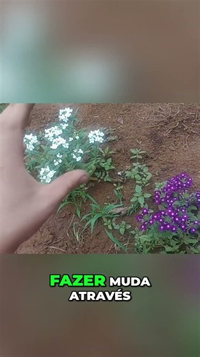 The Secret to Making Endless Verbena Cuttings! 😱🌸