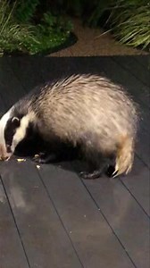 18K views · 2.2K reactions | Mr Lumpy day today and how Mr & Mrs Lumpy loved a biscuit, Mrs Lumpy was the only one to break It with her claws 說說❤️ | Mr Lumpy & Friends. | Facebook