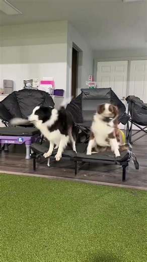 Senior Dog Rock! Littermates Momentum & Bobby Clarke