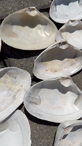 Clam Shells-4"-4 3/4" Medium Size-sets of 5+-cleaned, From Maine Beach-for Crafts, Decoupage, Trinket, Jewelry Dish, Paint, Kids, Home Decor - Etsy