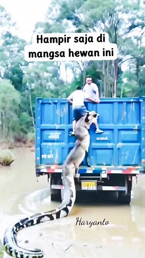 Hewan apa ini bos, ngeri kali 😁🙏🏻 #reels #fyp #fbpro #snake #animals #ular #pyton #anaconda | Haryanto