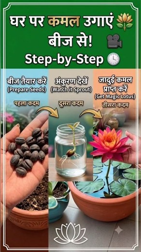 Lotus Seeds Planting🪴 कमल का पौधा लगाएं घर पर🪷🧑‍🌾#gardeningtips #seeds #shorts #lotusflower #tips