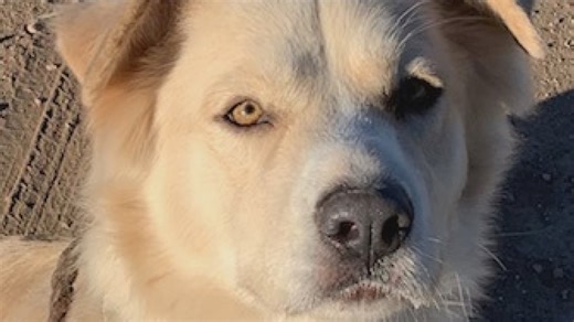 5 dogs face Sunday deadline at overcrowded Pinal County shelter