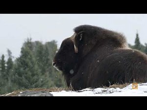 Le bovidé le plus nordique