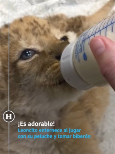 La cosita más linda que verás en todo el día. 😍🦁 #leon #cute #videoviral