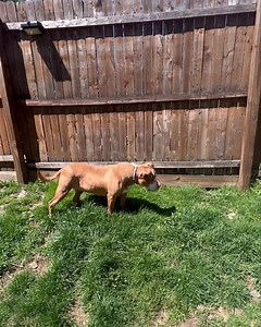 Miss Rhea is completely blind. She doesn’t care. Her other senses are amplified. Have you ever seen a blind dog catching bugs? Well, she didn’t actually catch them but she tried really hard. Came very close a few times. Rhea also has the entire backyard mapped out in her head. She can run all around it and play and never hit into anything. She really is an amazing dog. She’s been with us for quite a while. She was adopted once, but came back because she was too fixated on the cats in the home. A