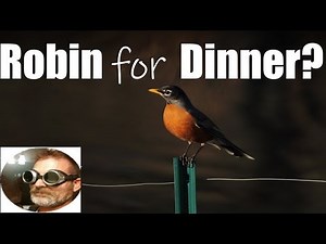 Cooking! Chili style Robin (or other game bird)