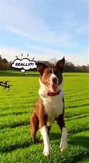 Cutest Animal Moments That Will Melt Your Heart! 🐶🐱😂 Adorable Fails, Dances & Epic Adventures