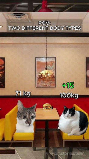 Cat Memes: Two Different Body Types #catmemes #relatable #relationship