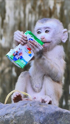 so cute baby monkey drink milk#wildlife #monkey #video #cutebabymonkey | Abu Monkey