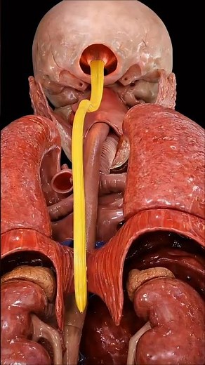 NG Tube Explained: How Doctors Feed Patients When Swallowing Isn’t Possible