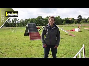 Comment éduquer son chien en bougeant ? (partie 1: l'agility)