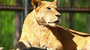 Free Wildlife Videos: 4K & HD | No Watermark | Download Now