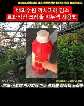 배과수원 까치피해 감소 효과적인 크레졸 비누액 사용법 p250715