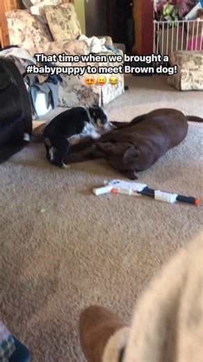 #THEOWBACK to when Baby JackJack first met Moose! #heelers #doggo #blueheeler #cattledog #heelerbordercollie #heelerpuppy #puppy #chocolatelab #labrador #lab #bff #instantfriends | The Heelers