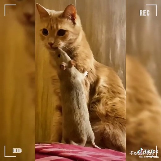 Domestic Cat and Mouse Playtime: A Cute Interaction