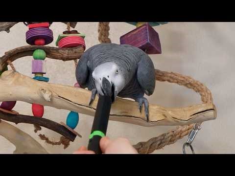 Apollo Talks with New Mic Setup