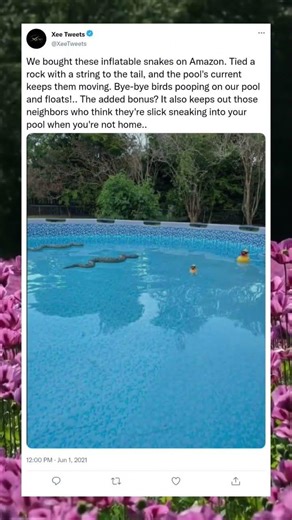 The Weird Trick That Stopped Birds From Ruining the Pool 😲