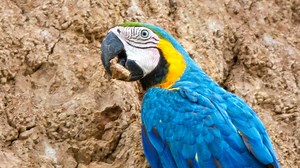 The Macaw Project - Biologists, Ecotourists and Local Communities for the Amazonian Rainforest