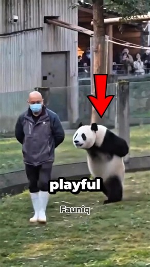 Why Are Pandas Wild Animals?