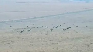 Dozens of kangaroos filmed fleeing Australian wildfires