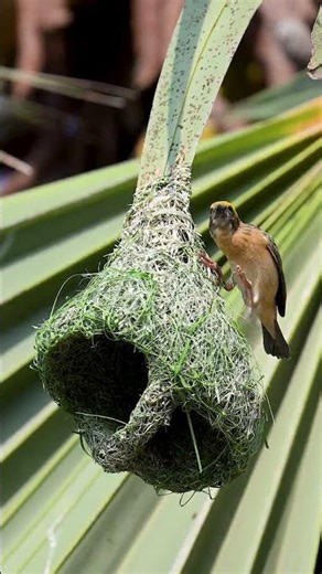 Impressive Of Bird Engineering and Architecture 12016#birds #birdhome