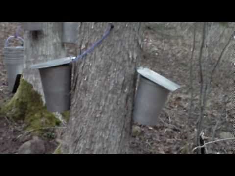 Maple tree sap tapping set up for maple syrup season - Spiles Spigots Taps - Buckets Lids
