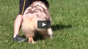 Watch Disc Dog Freestyle Tricks Online | Vimeo On Demand