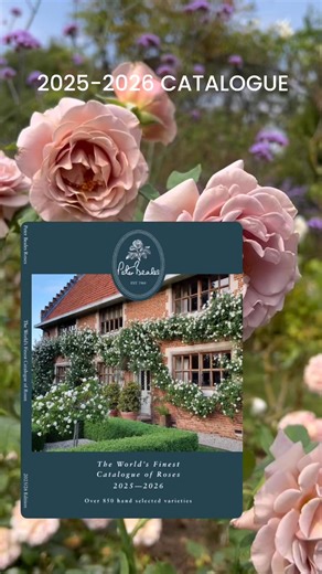 Pre order your 2025-2026 Peter Beales Roses Catalogue, now! 🌹 https://www.peterbealesroses.com/peter-beales-rose-catalogue-2025-26-p1625 | Peter Beales Roses