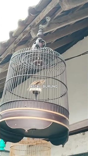 BRANJANGAN PARVA NGLEPER