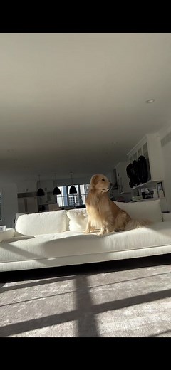 Drake the Pupstar on TikTok